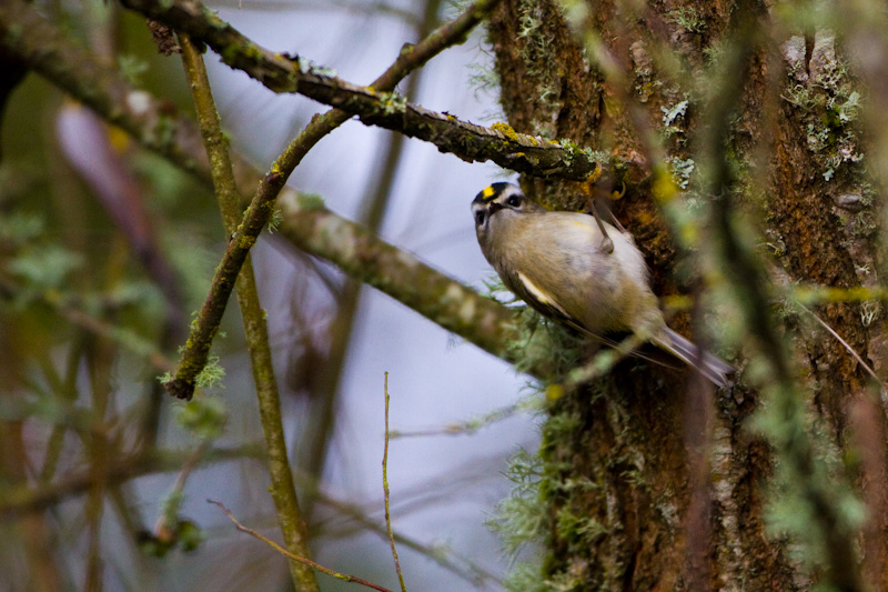 Golden-Crowned Kinglet